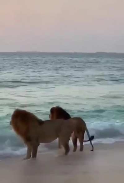 ? Two male lions at the beach