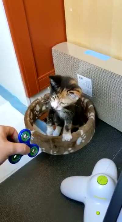 New foster kitty, just 10 weeks old - terrified of humans but learning new tricks ? (my daughter’s foster)