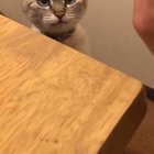 Greatest high five ever