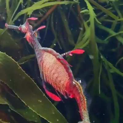 ? Weedy Sea Dragon (Phyllopteryx taeniolatus) spotted on the east coast of Tasmania.