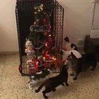 When the Christmas tree needs protection