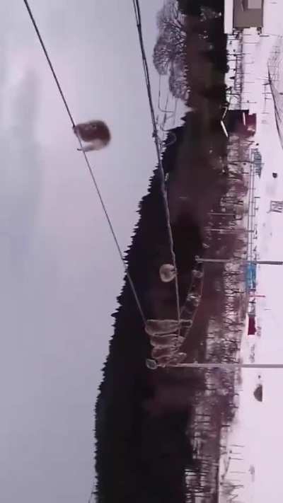 ? After a snowfall, monkeys use the phone lines to avoid walking in the snow in Aomori Prefecture, Japan.
