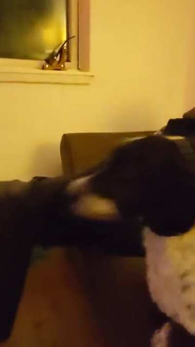 We wanted to see how she would react to squirrels and thought she might jump at the TV. Panic.