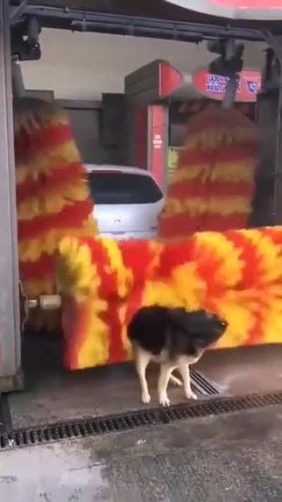 The Big Itch