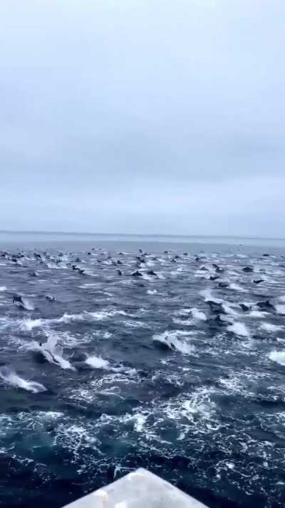 ?A Pod of Dolphins?