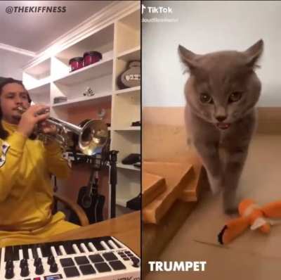 Turning conversation with a kitty into a song