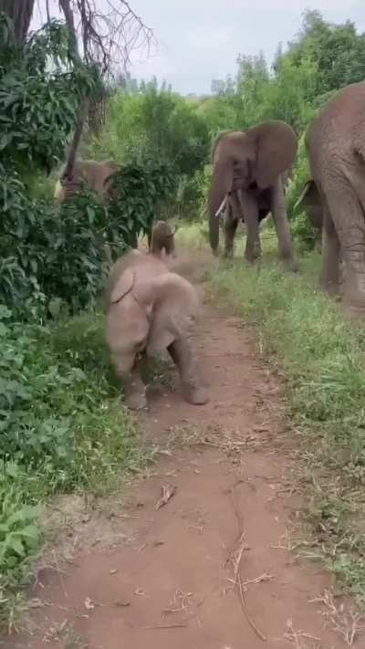 ? Baby elephant to its mate, "No, YOU take on these strange two-legged animals", then scampers off