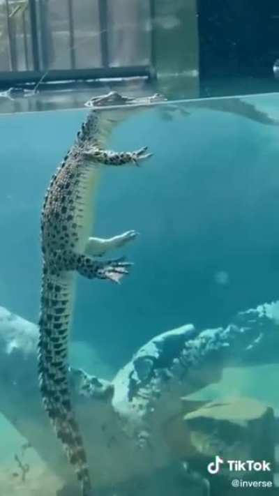 I see how crocodiles look underwater and now I can't stop laughing ?