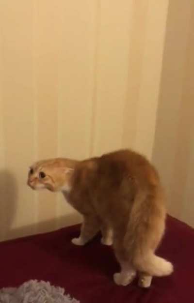 Aerodynamic cat