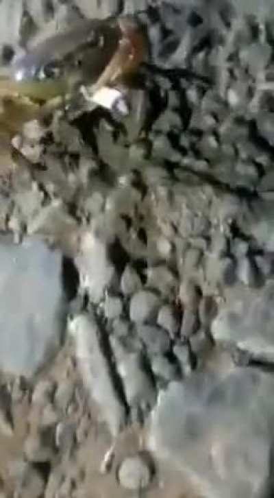 Crab has a puff