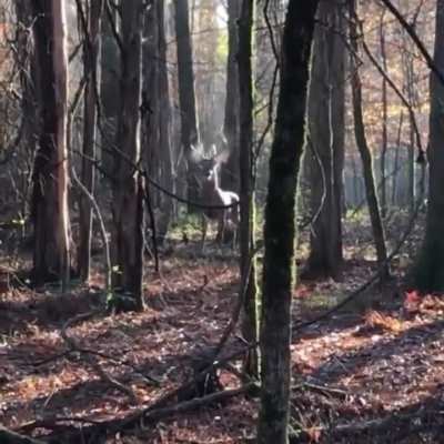 ? Stag barks in the deep forest..