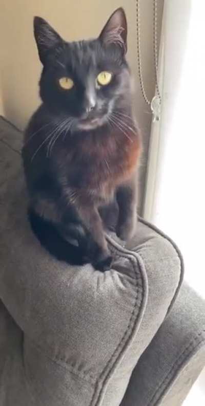 Demanding the pats with his perfect trills ?❤️