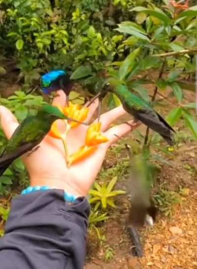 Territorial Hummingbirds stick their chests out like "Whats up bro" "Do something bro" lmao ? ? (Andean Highlands Amazon Rainforest 2021)