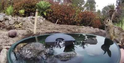 ? A variety of wild animals visiting a water fountain