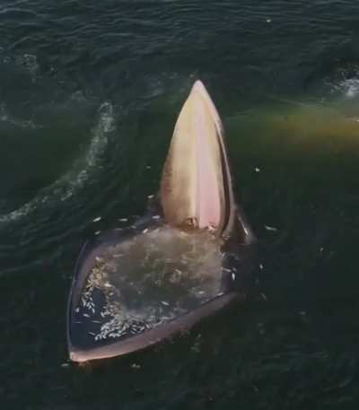 ? An Eden’s whale trap feeding.