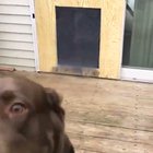 Just two dogs