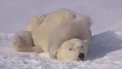 ? Mother Polar Bear Dealing With Her Cubs ?
