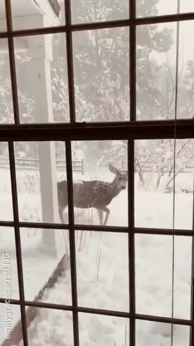 ? Just some Winter deer in search of a Santa Claus.