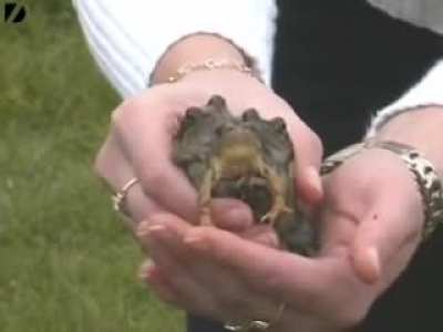 "Froggy" A three headed, six legged Frog