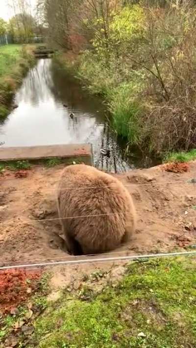 ? Bear digs a sitting pit to watch duckies