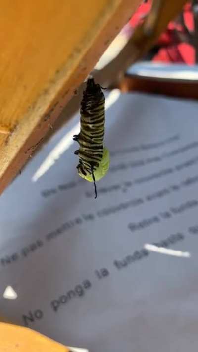 ? I was able to capture a time lapse of a monarch caterpillar transforming into its chrysalis ?