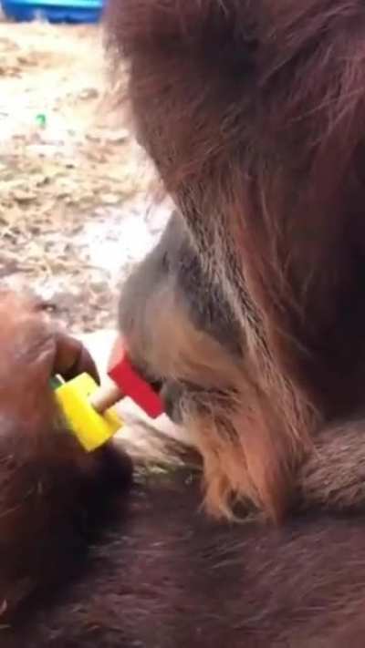 Orangutan uses its lips to tighten the nut