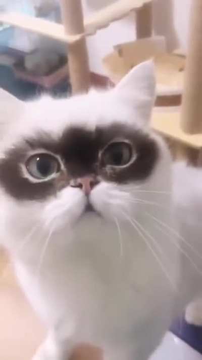 Catburglar