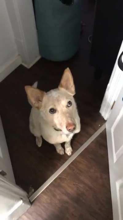 A polite and subtle implication that maybe, just maybe, he may be interested in going for a walk ?