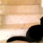 Liquid cat
