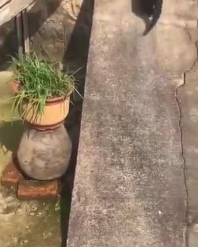 Olympic athlete