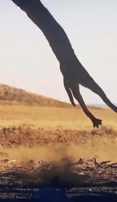 ? Caracal (Desert Lynx) catches a bird in midair