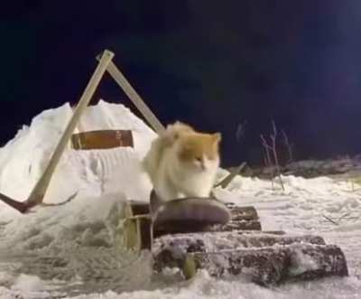 Cutie kitty