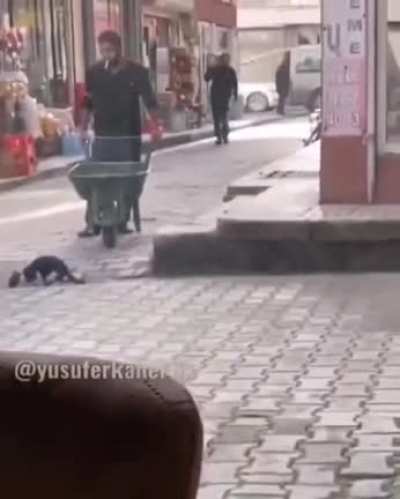 This guy waiting patiently for the stray cat to finish drinking water.