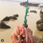 ? catching crabs effectively with intestines ?