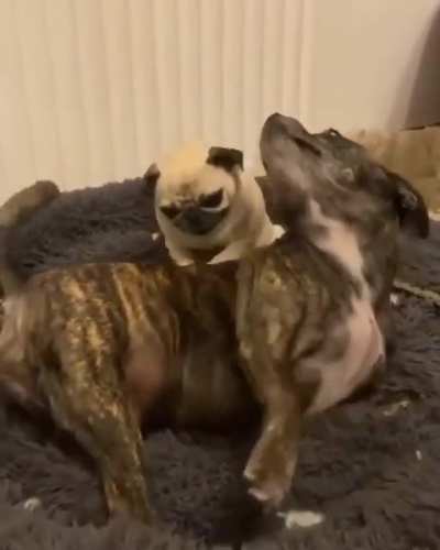 I need a friend like that pug.