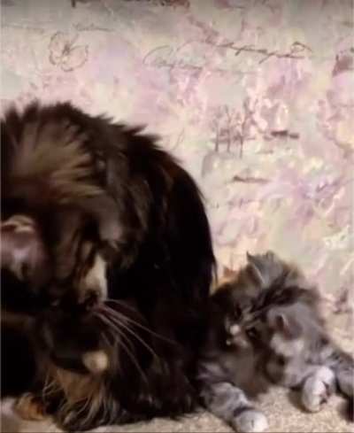 Catculating Cleanliness