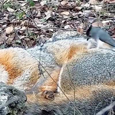 ? Desperate for a lie-in but the neighbours keep waking you up? This fox can relate. ⁠ ⁠ A black-crested titmouse steals fur from a sleeping fox. ⁠