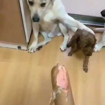 Big doggos collectively ratting out their friend ?