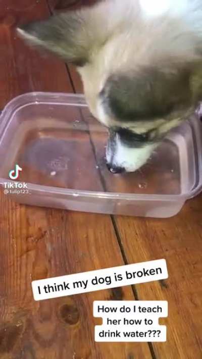 Puppy doesn’t know how to drink water ?