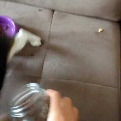 Give food now! Everything for me! I eat everything, right now!