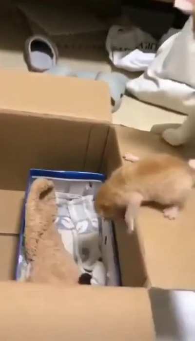 Of course, cats.