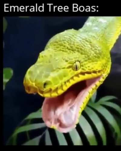 ?Cute Emerald tree boa adjusting its jaw ?