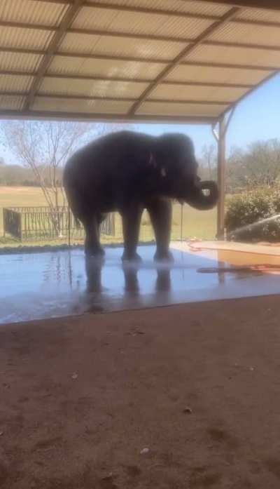 Elephant performs a headstand while getting a bath...an 8,000lb headstand! ?