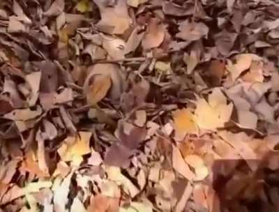 "I am one with the leaves"