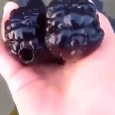 ?These are Black oranda, a type of fancy Goldfish
