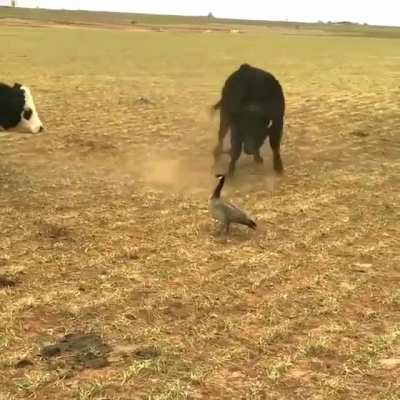 ? Cows trying to scare Canada goose