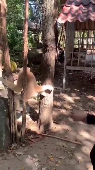 Taunting a primate