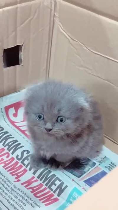 Illegally smol dustball. Still looking for names for this baby boy!