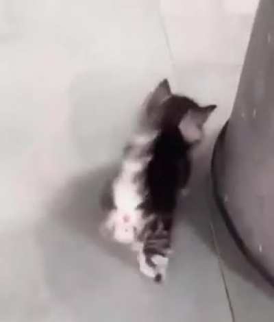 That wiggle ?