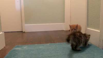 Boing boing boing!